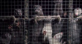 Otwarte Klatki  Foto: facebook / otwarteklatki