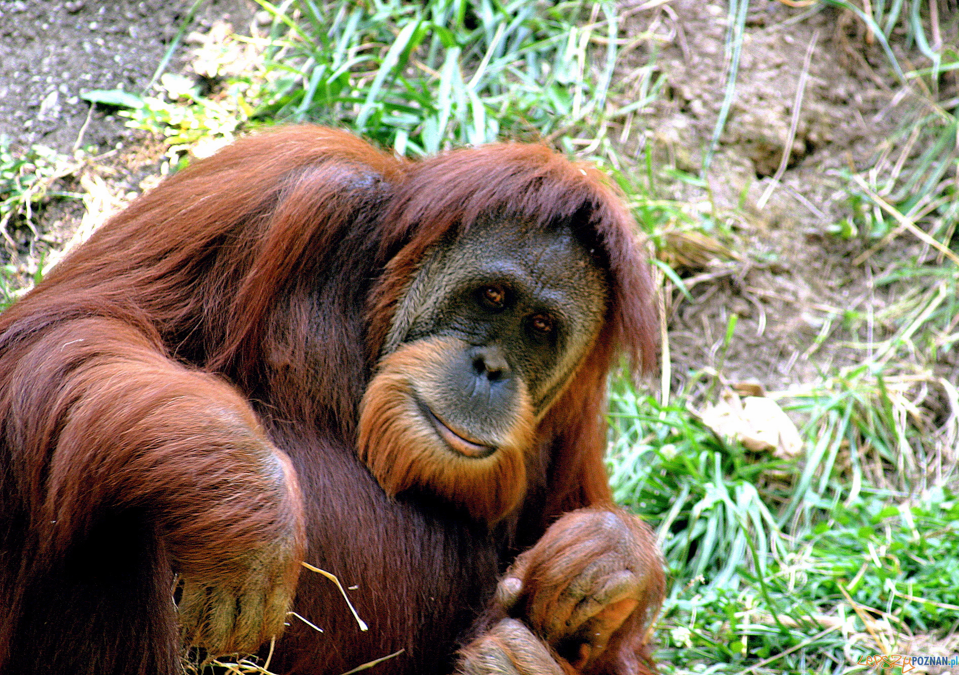 Orangutan  Foto: Kabir Bikie  / wikipedia CC 