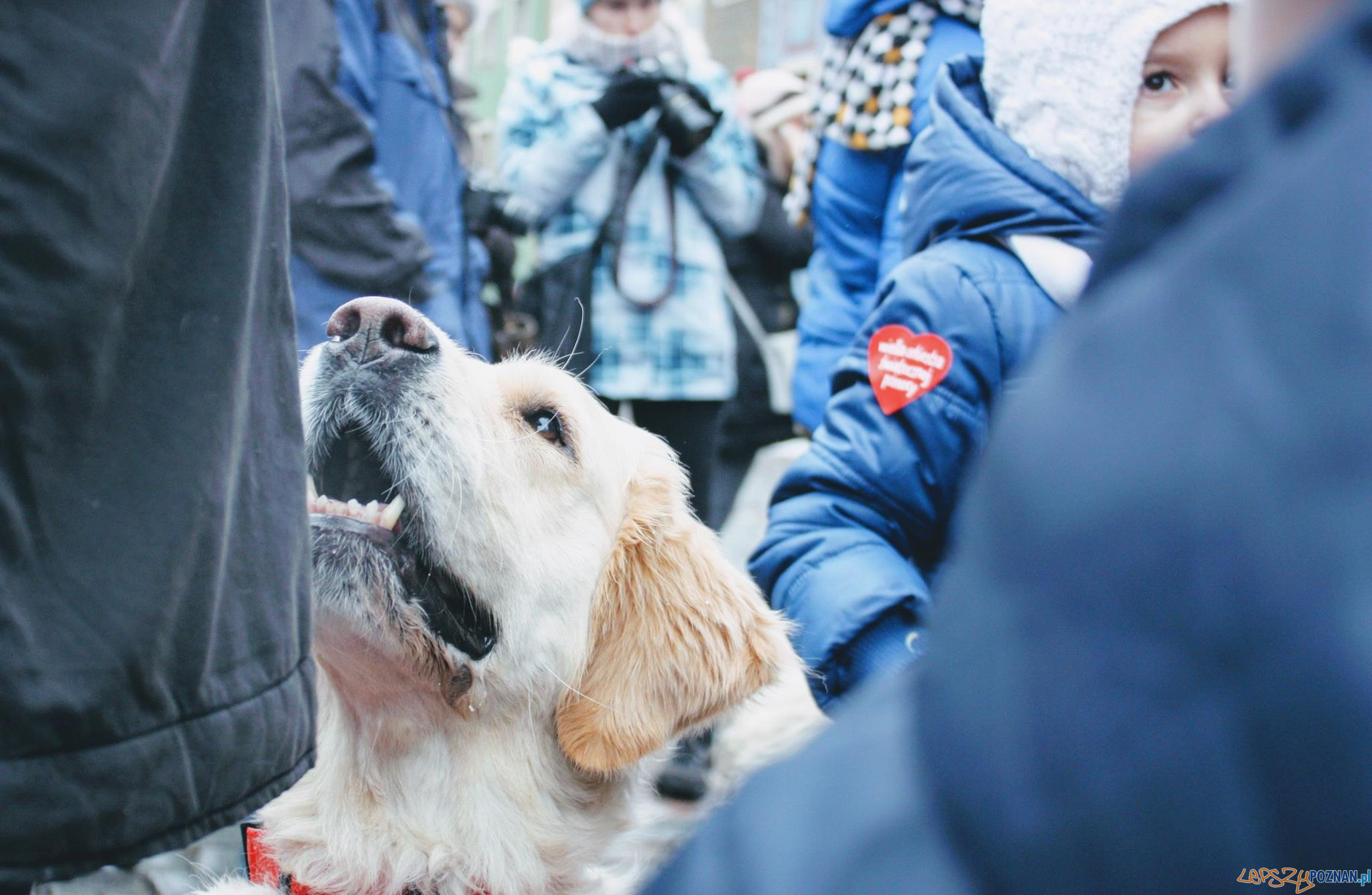 40 psów rasy Golden Retriever będzie kwestować w Poznaniu  Foto: 