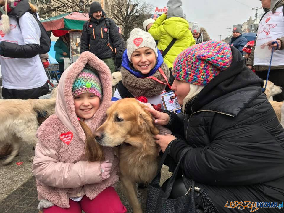 40 psów rasy Golden Retriever będzie kwestować w Poznaniu  Foto: 