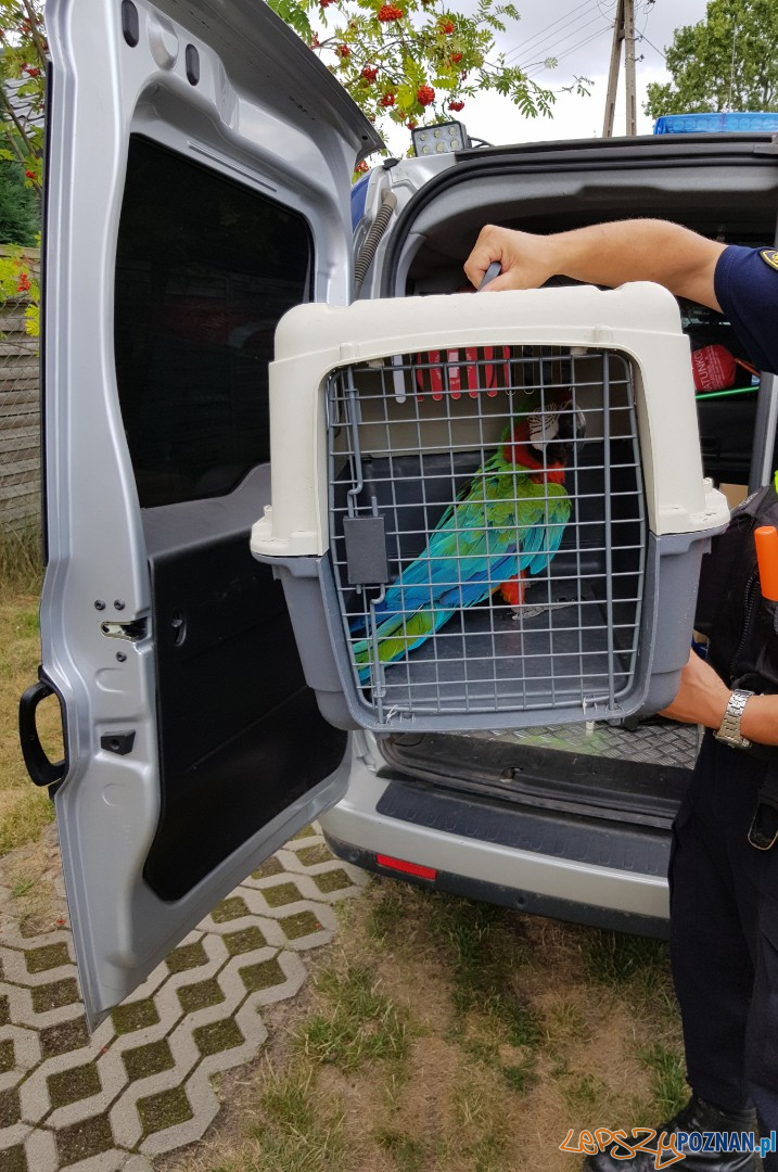 Papuga uciekinierka  Foto: materiały prasowe / Straż Miejska