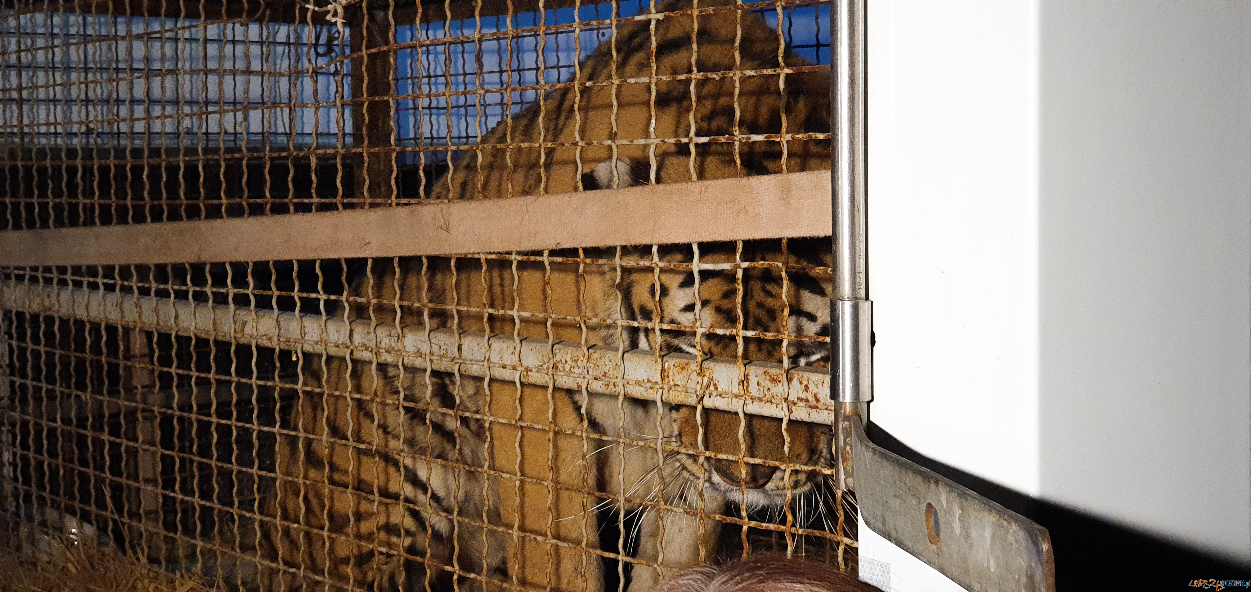 Tygrysy dotarły do poznania  Foto: materiały prasowe / UMP