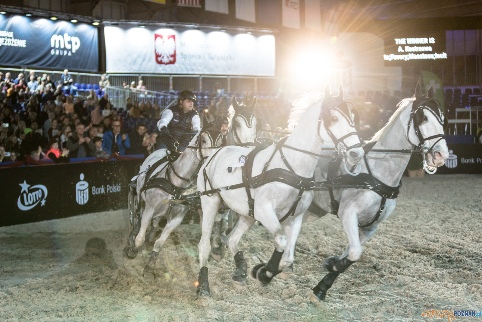 Cavaliada - Halowy Puchar Polski w Powożeniu Zaprzęgami Cztero  Foto: lepszyPOZNAN.pl/Piotr Rychter