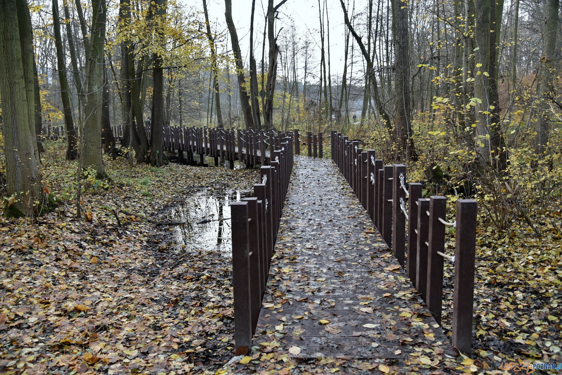 Spacerkiem przez bagna - nowa atrakcja w Antoninku  Foto: UMP