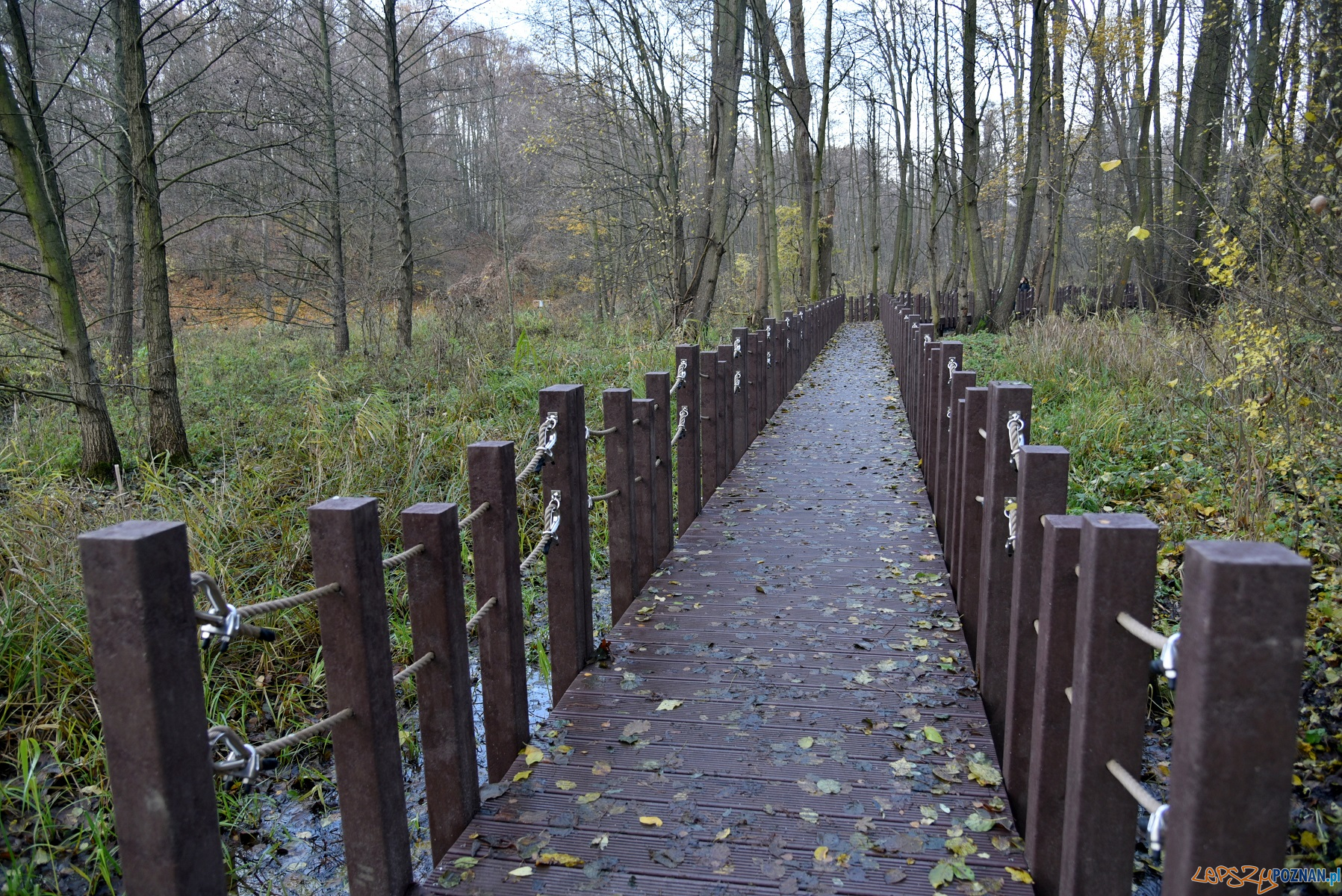 Spacerkiem przez bagna - nowa atrakcja w Antoninku  Foto: UMP