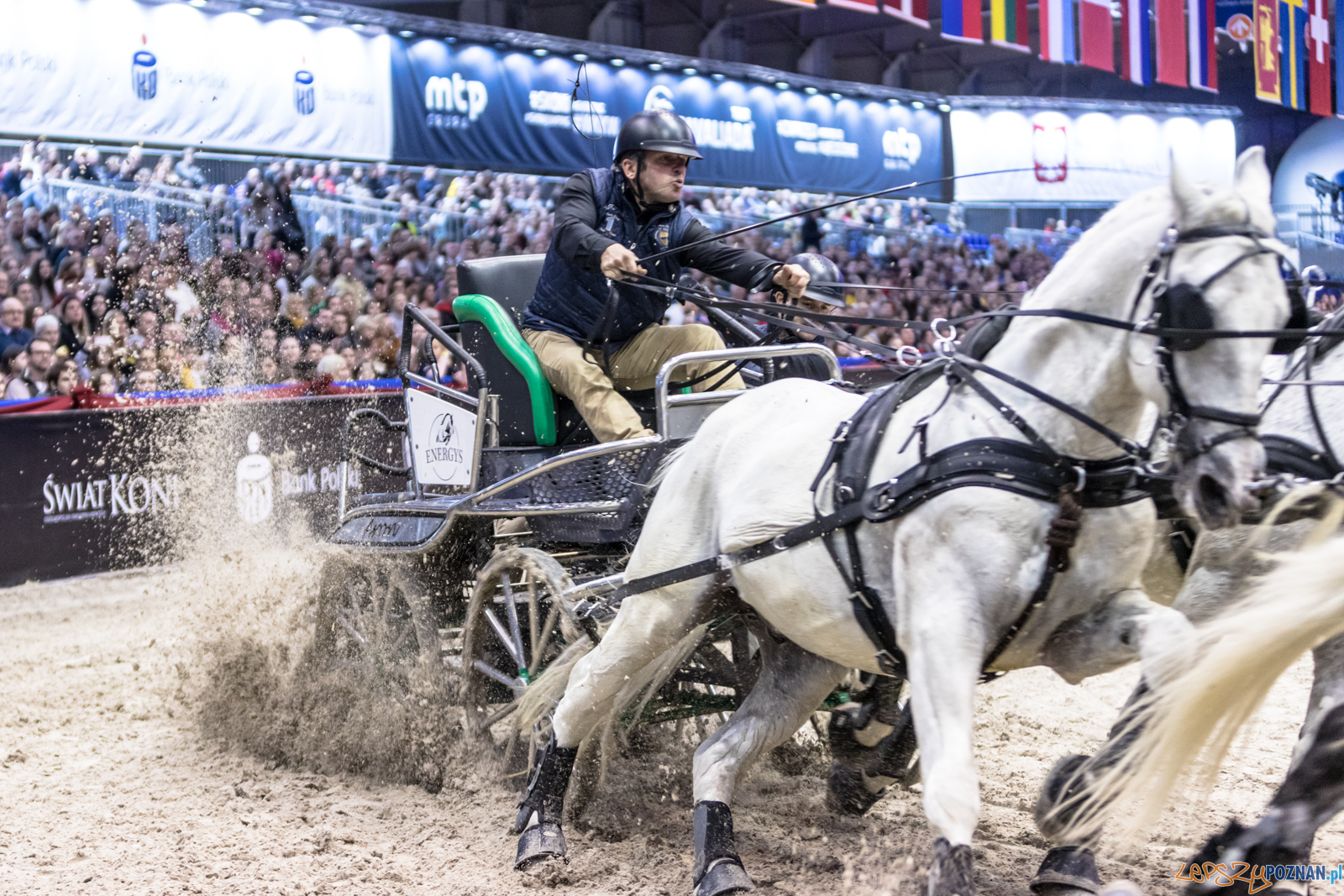 Cavaliada - Halowy Puchar Polski w Powożeniu Zaprzęgami Cztero  Foto: lepszyPOZNAN.pl/Piotr Rychter