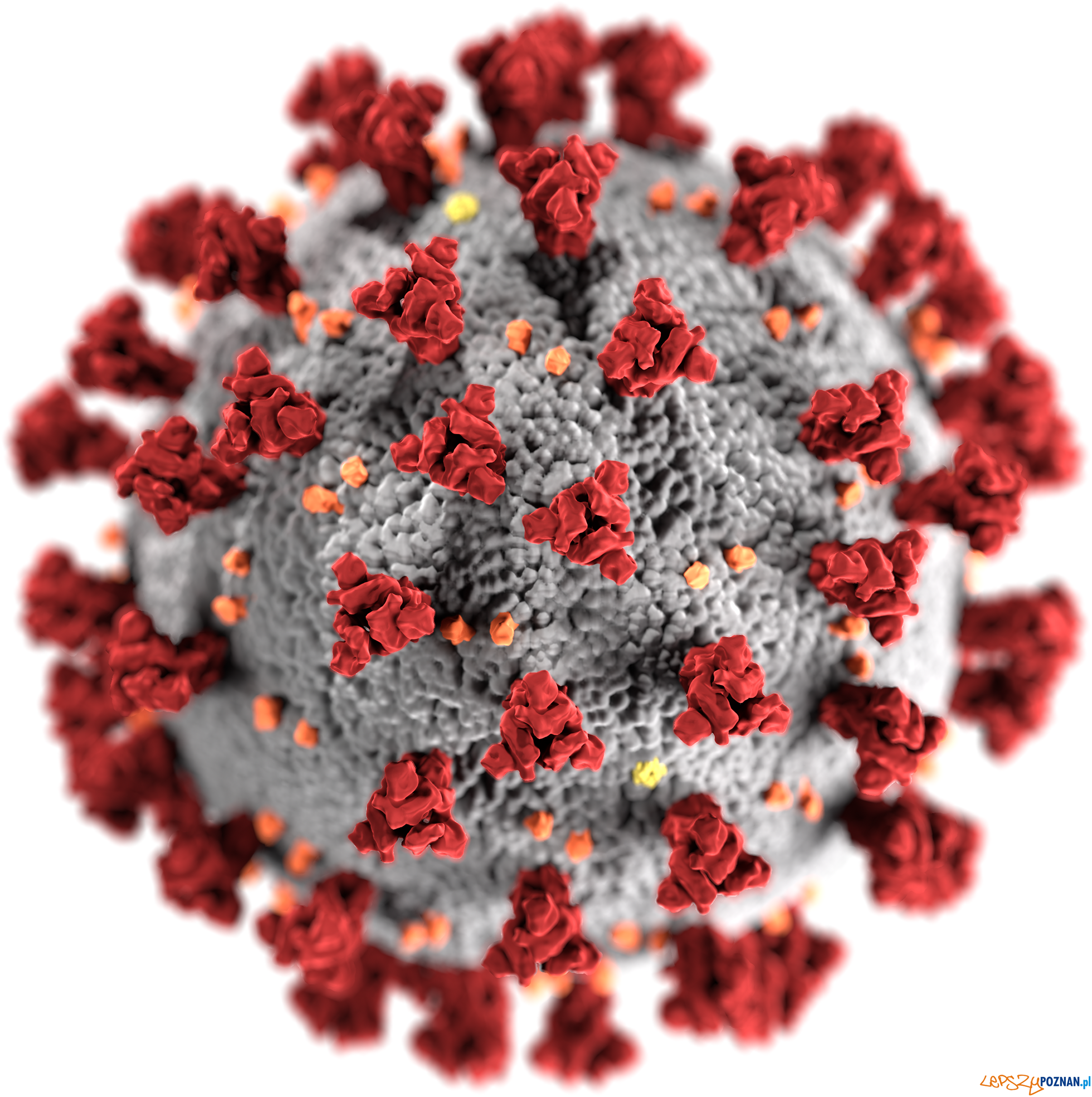 SARS-CoV-2 - koronawirus  Foto: CDC/ Alissa Eckert, MS; Dan Higgins, MAM -  #23312