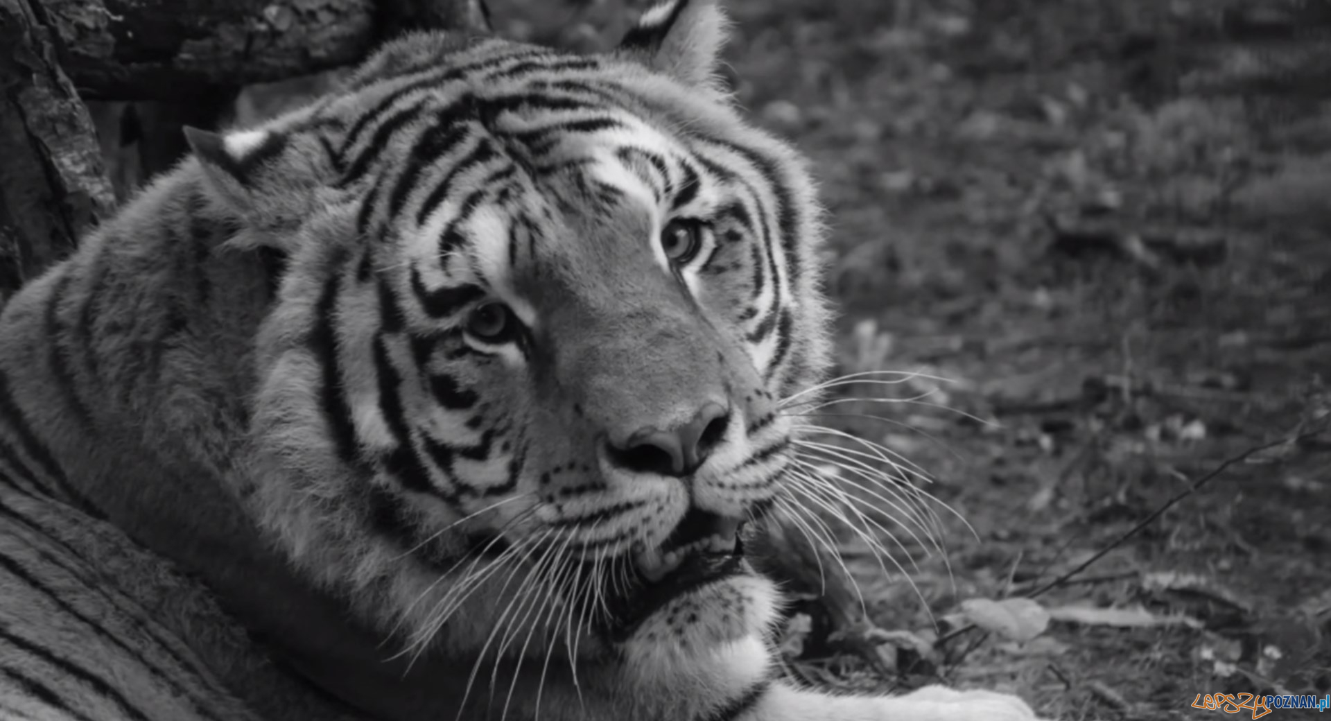 Nie żyje Gideon, tygrys uratowany z nielegalnej hodowli  Foto: Zoo Poznań