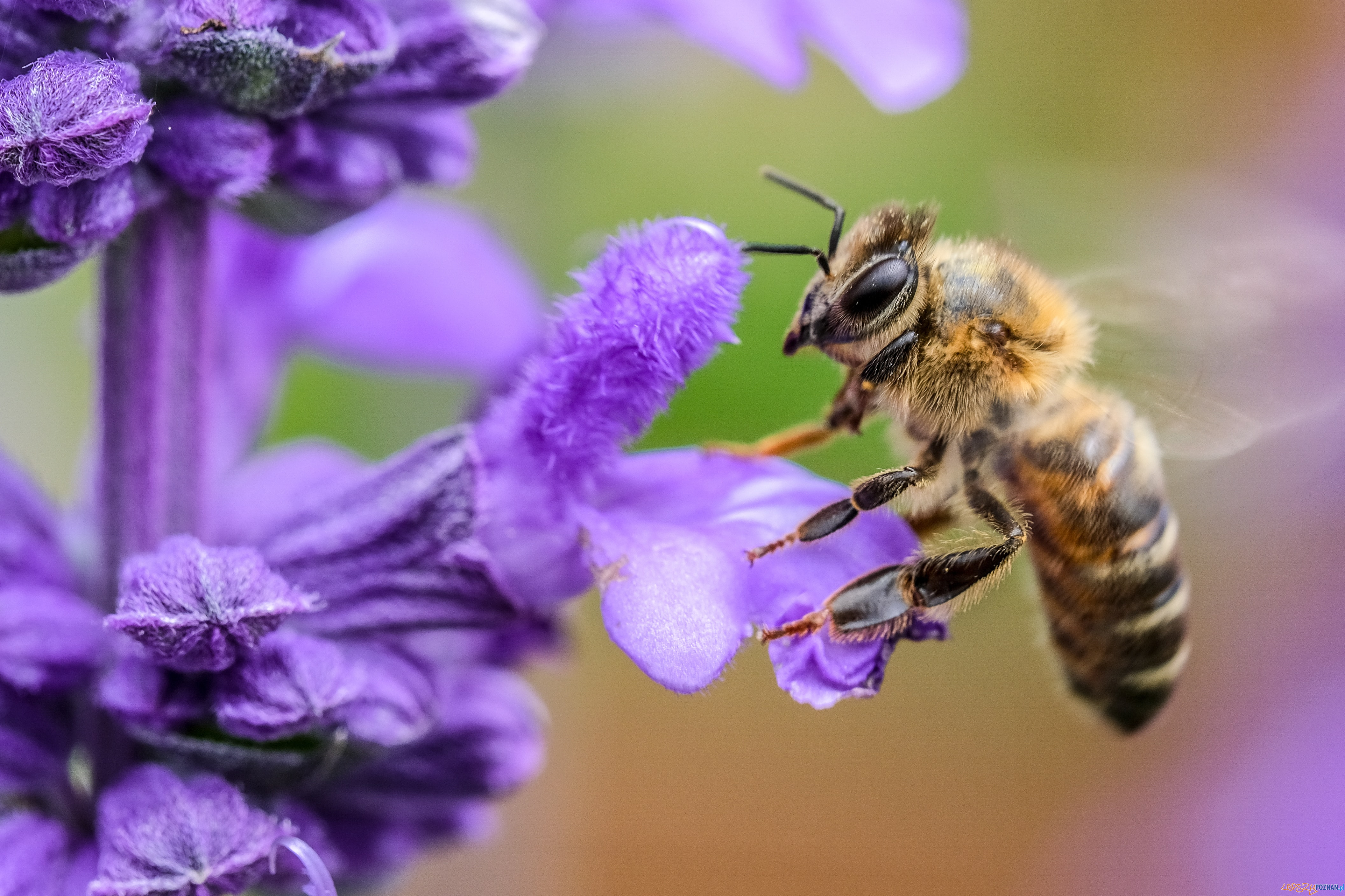 pszczoła  Foto: Roberto Lopez