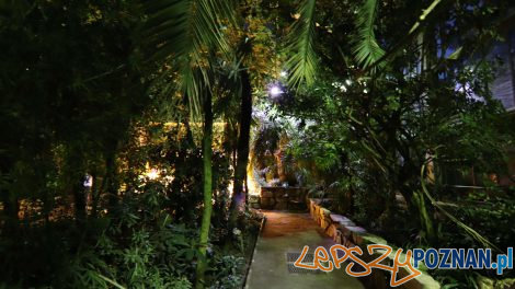 Noc w Palmiarni w 2019 roku  Foto: materiały prasowe