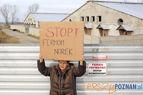 Wielkopolanie przeciw fermom norek  Foto: Otwarte Klatki 