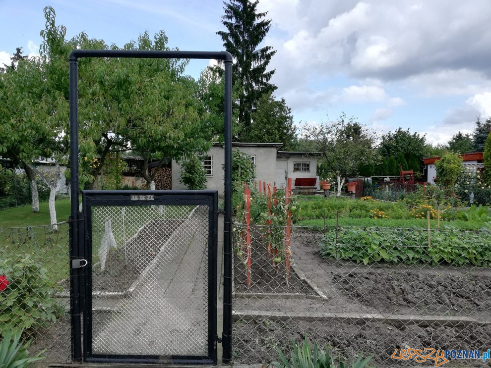 Ogródki działkowe  Foto: materiały prasowe