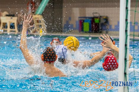 Box Logistics Waterpolo Poznań - KSZO Ostrowiec Świętokrzyski  Foto: lepszyPOZNAN.pl/Piotr Rychter