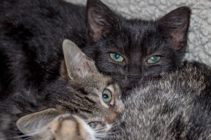 Koty w Schronisku dla Zwierząt w Skałowie  Foto: Schronisko dla Zwierząt w Skałowie