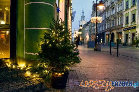 choinki udekorowaly ulice poznania  Foto: materiały prasowe / UMP