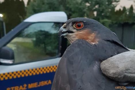 Uratowany przez strażników sokół  Foto: materiały prasowe / SMMP