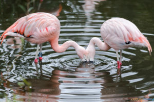 Nowe Zoo  Foto: lepszyPOZNAN.pl/Piotr Rychter