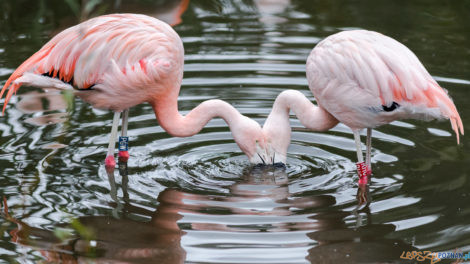 Nowe Zoo  Foto: lepszyPOZNAN.pl/Piotr Rychter