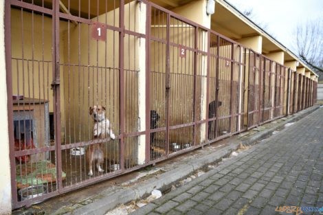 Schronisko dl aZwierząt na Grunwaldzkiej  Foto: materiały prasowe / UMP