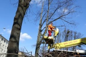 Pielęgnacja drzew  Foto: materiały prasowe / ZDM