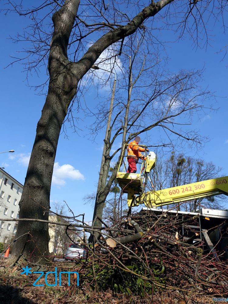 Pielęgnacja drzew  Foto: materiały prasowe / ZDM