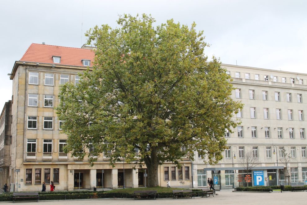 Platan Plac Wolności  Foto: Tomasz Dworek