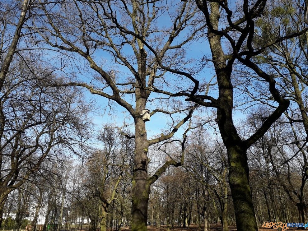 Dąb "Cytadelowców Poznańskich  Foto: materiały prasowe / biuletyn.poznan.pl