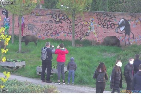 Dziki  Foto: Straż Miejska 