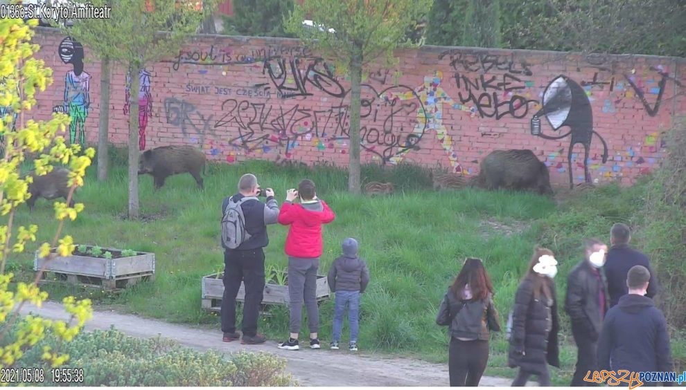 Dziki  Foto: Straż Miejska 