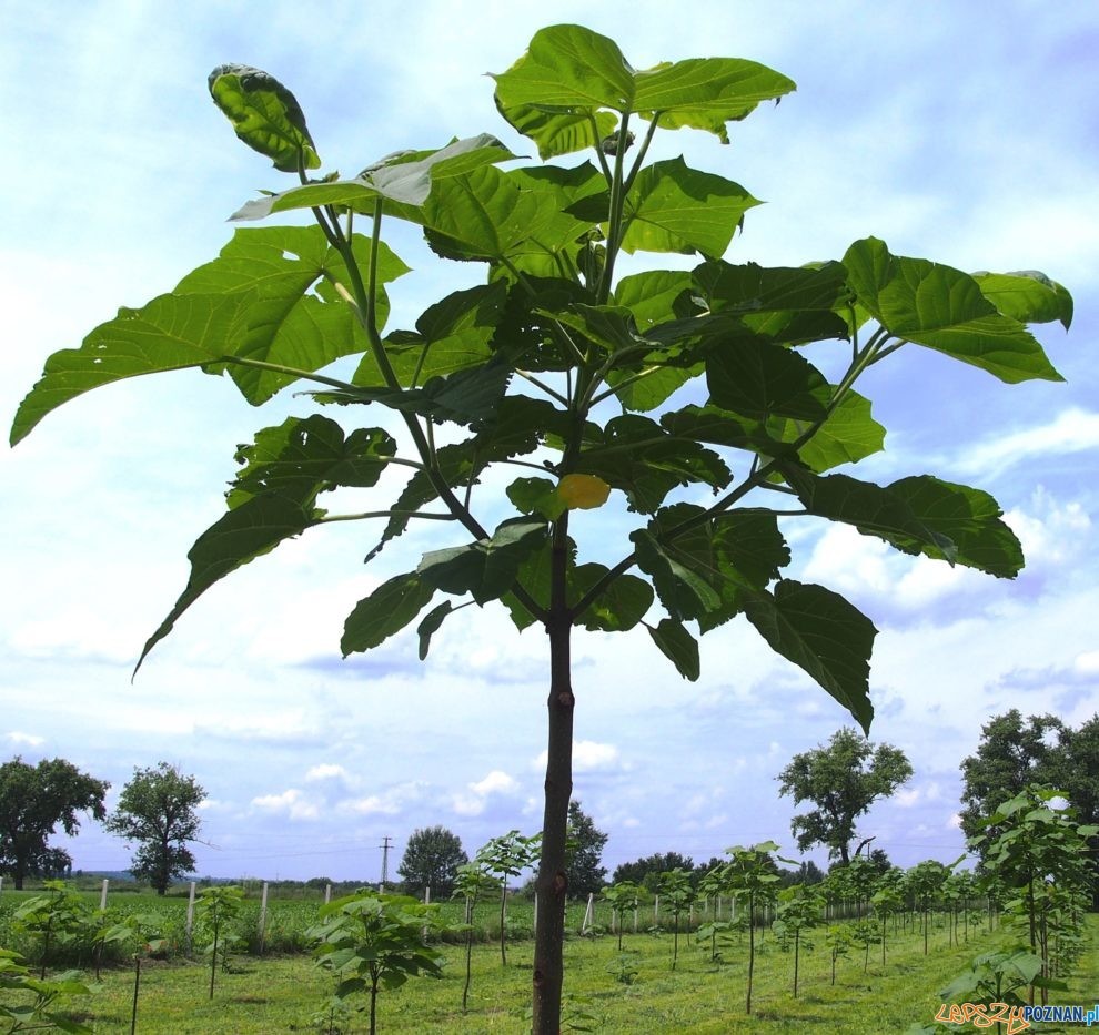 Oxytree - drzewko tlenowe  Foto: wikimedia / Milo33