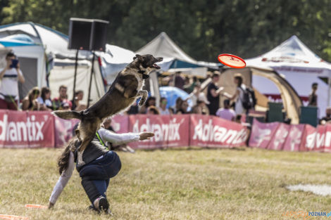 Latające Psy  Foto: lepszyPOZNAN.pl/Ewelina Jaśkowiak