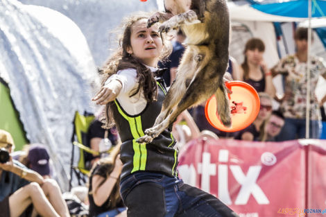 Latające Psy  Foto: lepszyPOZNAN.pl/Ewelina Jaśkowiak