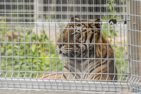 "Naturalne historie.Tygrysy" Nowe ZOO 04.07.21  Foto: lepszyPOZNAN.pl/Ewelina Jaśkowiak