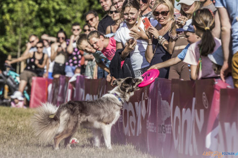 Latające Psy  Foto: lepszyPOZNAN.pl/Ewelina Jaśkowiak