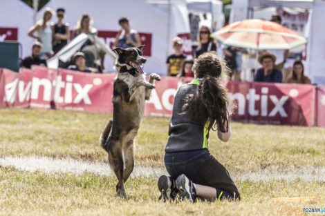 Latające Psy  Foto: lepszyPOZNAN.pl/Ewelina Jaśkowiak