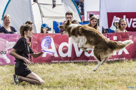 Latające Psy  Foto: lepszyPOZNAN.pl/Ewelina Jaśkowiak