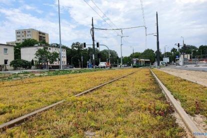 Pierwsze tramwaje na trasie do Naramowic  Foto: materiały prasowe / UMP