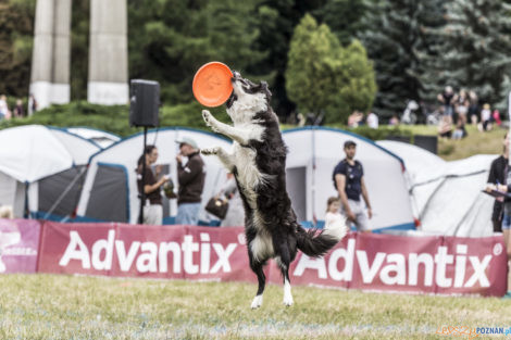 Latające Psy  Foto: lepszyPOZNAN.pl/Ewelina Jaśkowiak