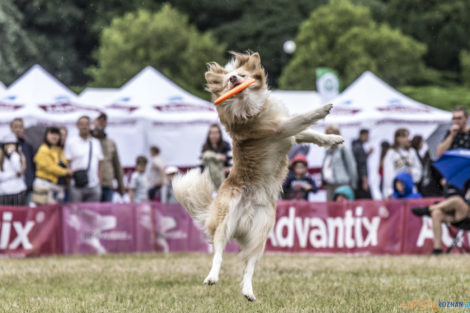 Latające Psy  Foto: lepszyPOZNAN.pl/Ewelina Jaśkowiak