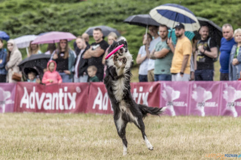 Latające Psy  Foto: lepszyPOZNAN.pl/Ewelina Jaśkowiak