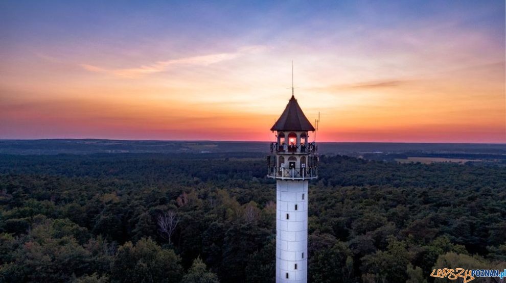 Wieża widokowa na Dziewiczej Górze  Foto: materiały prasowe / /lopuchowko.poznan.lasy.gov.pl / Dominik Maćkowiak