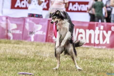 Latające Psy  Foto: lepszyPOZNAN.pl/Ewelina Jaśkowiak