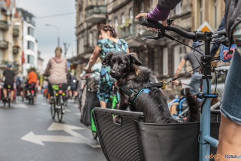 Poznań Cargo Bike Festival  Foto: lepszyPOZNAN.pl/Ewelina Jaśkowiak