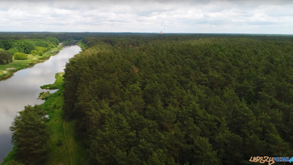 Krótki film o kąpielach leśnych  Foto: Kadr z filmu