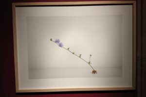Plantae Malum - wystawa w Galerii pf  Foto: Tomasz Dworek