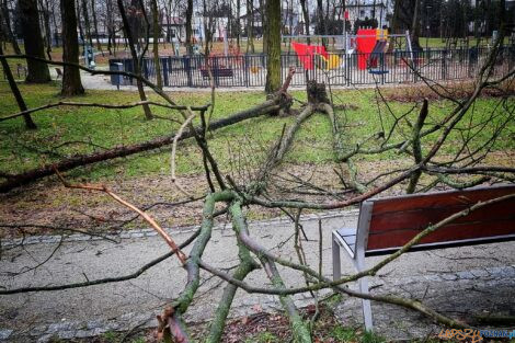 Powalone drzewo w parku przy ul. Browarnej  Foto: fb / Antoninek