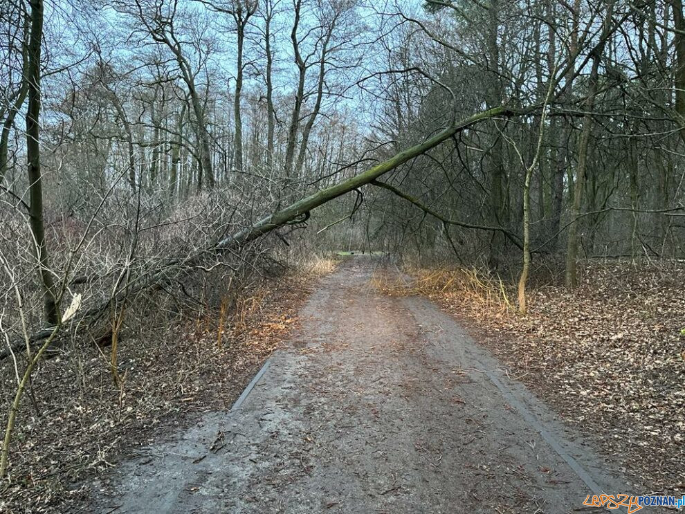 Leśnicy usuwają powalone drzewa  Foto: materiały prasowe / ZLP