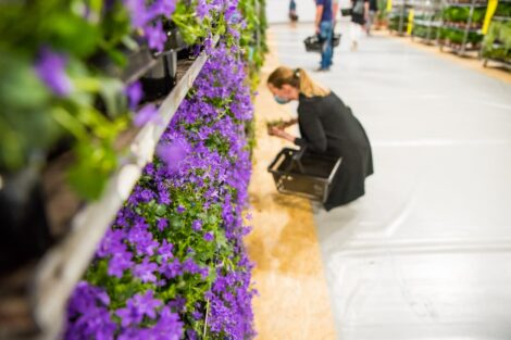 Festiwal Roslin Doniczkowych  Foto: materiały prasowe Festiwal Roślin doniczkowych 