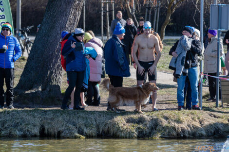 VI Mistrzostwa Wielkopolski w Pływaniu Zimowym  Foto: lepszyPOZNAN.pl/Piotr Rychter