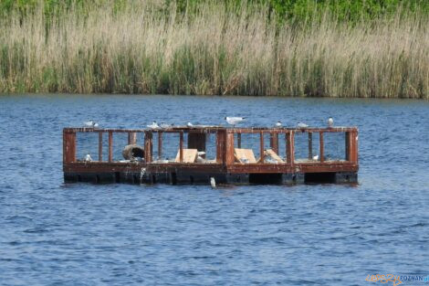 Platforma lęgowa dla rybitw na Szachtach  Foto: materiały prasowe / Rada Osiedla Fabianowo-Kotowo